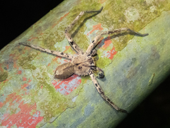 Heteropoda pingtungensis