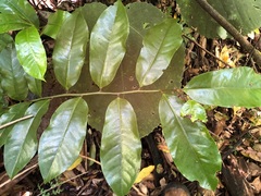 Eupomatia laurina