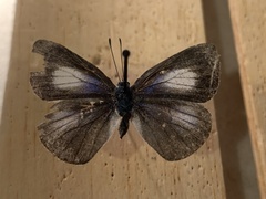Eirmocides consimilis