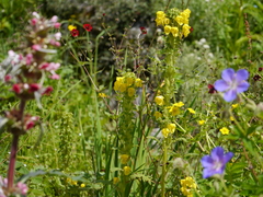 Pedicularis hoffmeisteri