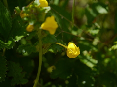 Pedicularis hoffmeisteri