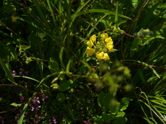 Pedicularis hoffmeisteri