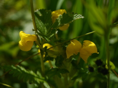 Pedicularis hoffmeisteri