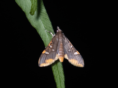 Prophantis adusta