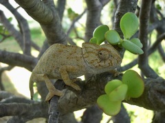 Chamaeleo chamaeleon chamaeleon