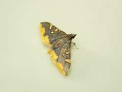 Prophantis adusta