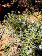 Helichrysum excisum