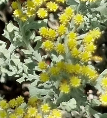 Helichrysum excisum