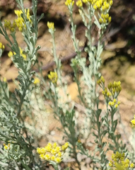 Helichrysum excisum