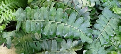 Arthropteris palisotii