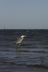 Ardea herodias