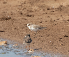 Charadrius alexandrinus