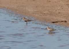 Calidris alpina
