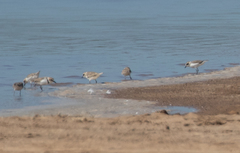 Charadrius alexandrinus