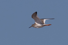 Tringa totanus