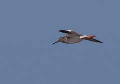 Tringa totanus