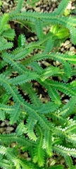 Selaginella boninensis