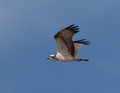 Pandion haliaetus