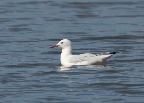 Gaviota picofina (Chroicocephalus genei)