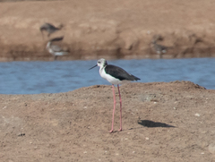 Himantopus himantopus