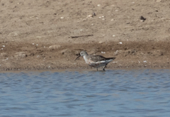 Calidris ferruginea
