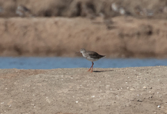 Tringa totanus