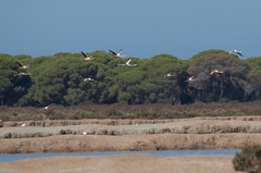 Phoenicopterus roseus
