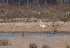 Phoenicopterus roseus