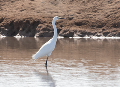 Egretta garzetta