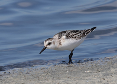 Calidris alba