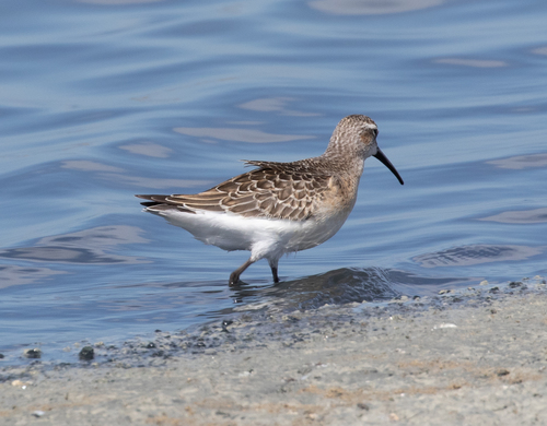 Correlimos zarapitín (Calidris ferruginea)