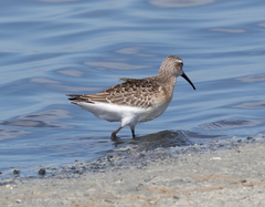 Calidris ferruginea