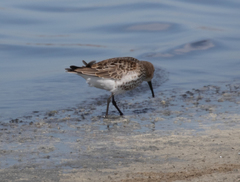 Calidris alpina