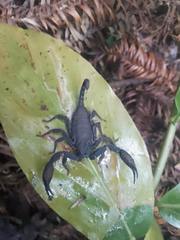 Scorpiops puerensis