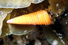 Seila crocea