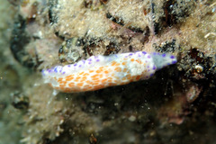 Chromodoris ambigua