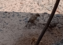 Passer domesticus