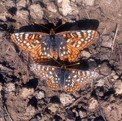 Euphydryas anicia alena