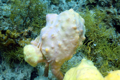 Halisarca australiensis