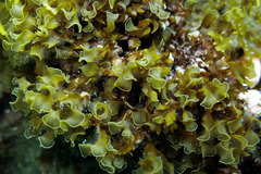 Zonaria spiralis