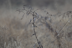 Emberiza yessoensis