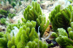 Caulerpa muelleri