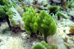Caulerpa muelleri