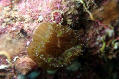 Homophyllia australis