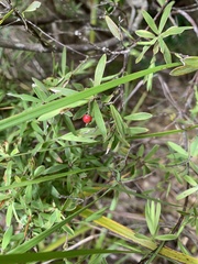 Leucopogon fasciculatus