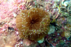 Homophyllia australis