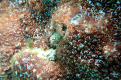 Eudistoma maculosum