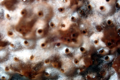 Eudistoma maculosum
