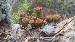 Mammillaria mazatlanensis