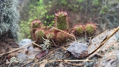 Mammillaria mazatlanensis